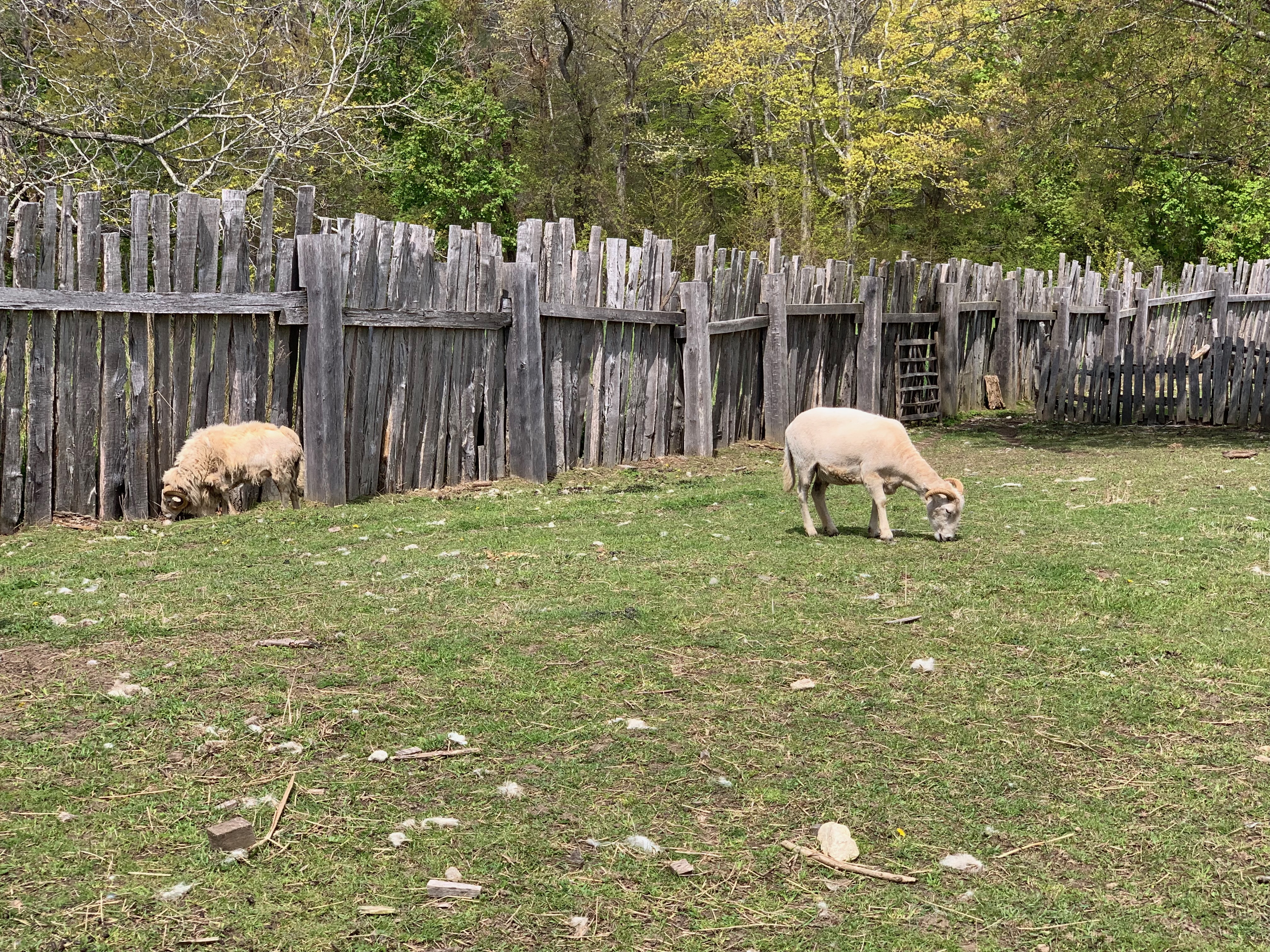 Livestock grazing in a grassy field