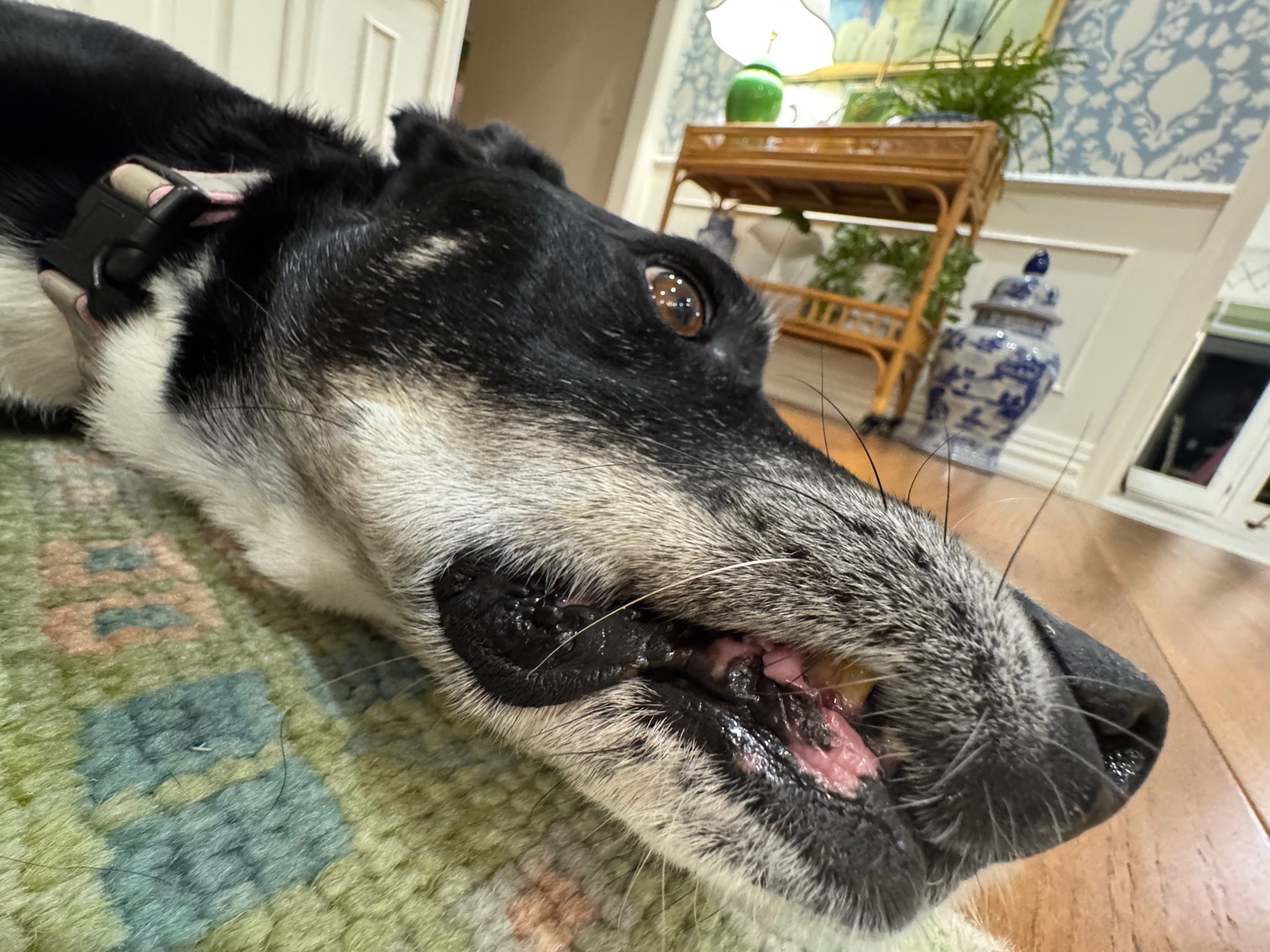 Very close up picture of Lola